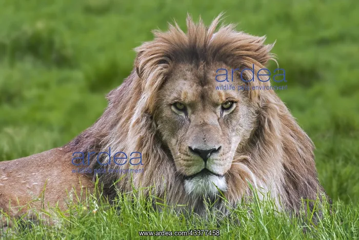 : Barbary lion, North African lion, Berber lion, Atlas : Barbary lion, North African lion, Berber lion, Atlas