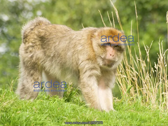  : Barbary Macaque