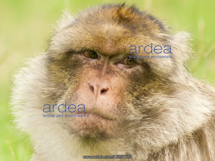  : Barbary Macaque