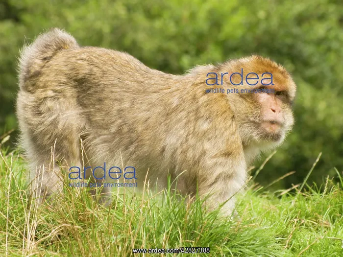  : Barbary Macaque