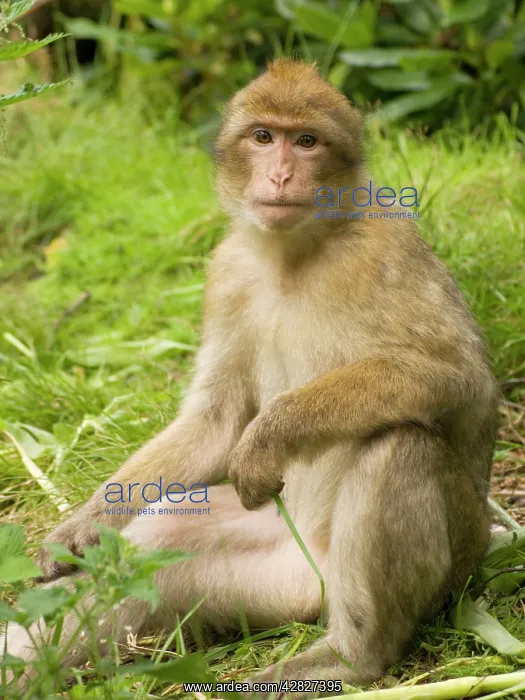  : Barbary Macaque