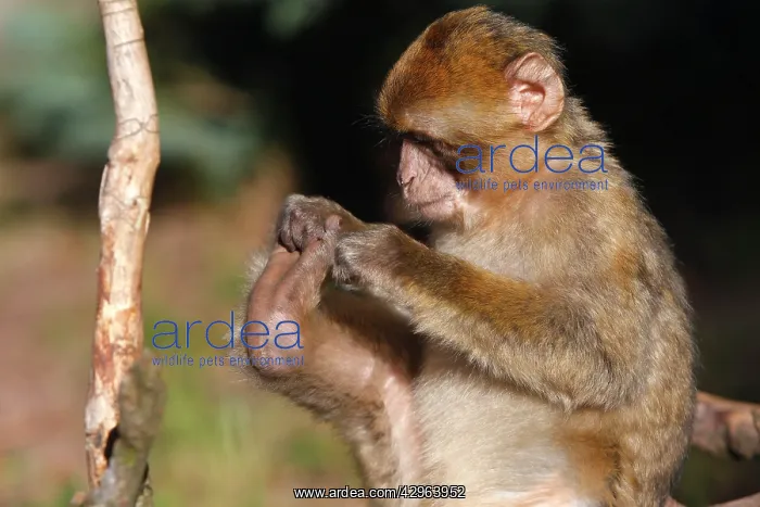: Barbary Macaque : Barbary Macaque