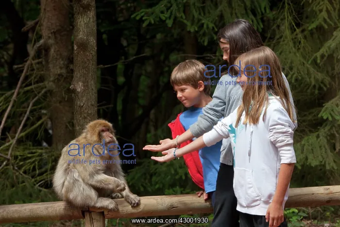 : Barbary Macaque : Barbary Macaque