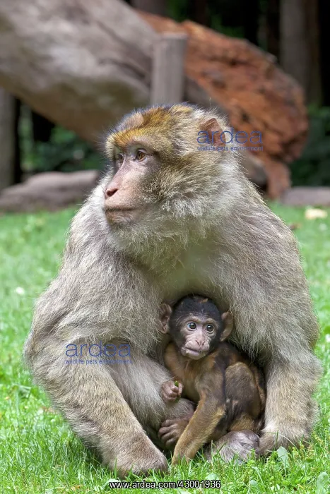 : Barbary Macaque : Barbary Macaque
