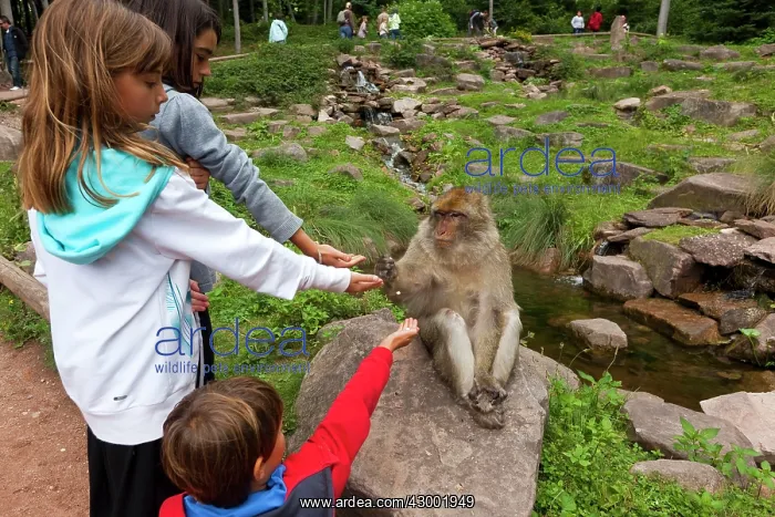 : Barbary Macaque : Barbary Macaque