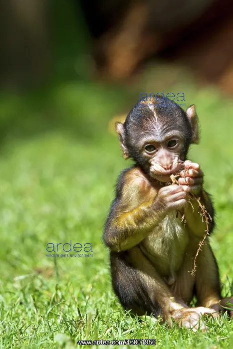 : Barbary Macaque : Barbary Macaque