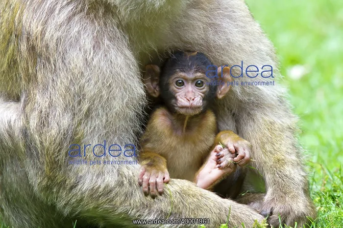 : Barbary Macaque : Barbary Macaque