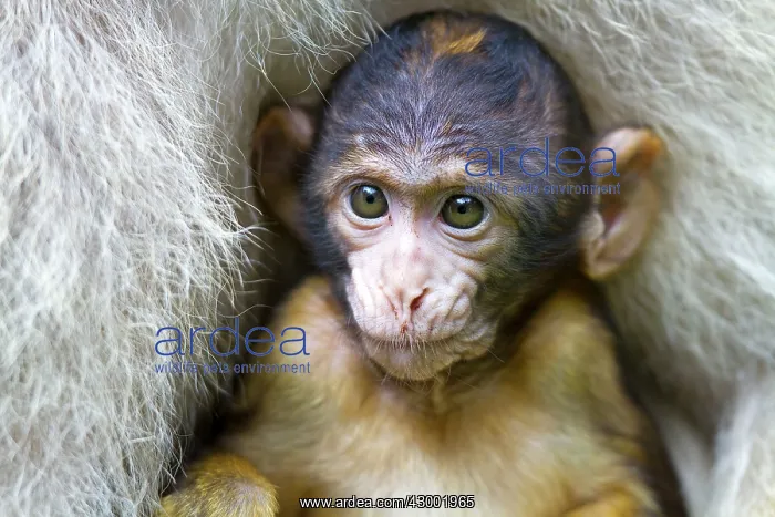 : Barbary Macaque : Barbary Macaque