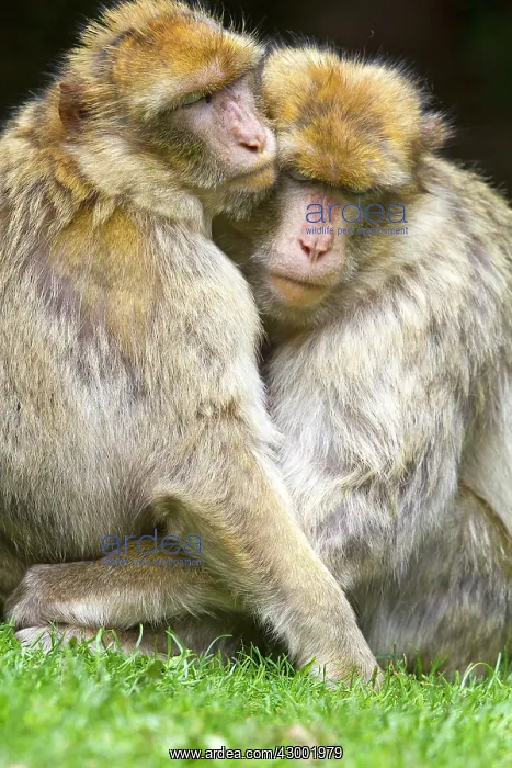 : Barbary Macaque : Barbary Macaque