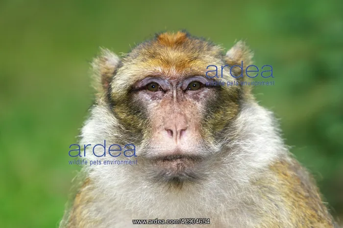 : Barbary Macaque - adult : Barbary Macaque - adult