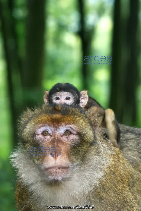 : Barbary Macaque - adult with baby : Barbary Macaque - adult with baby