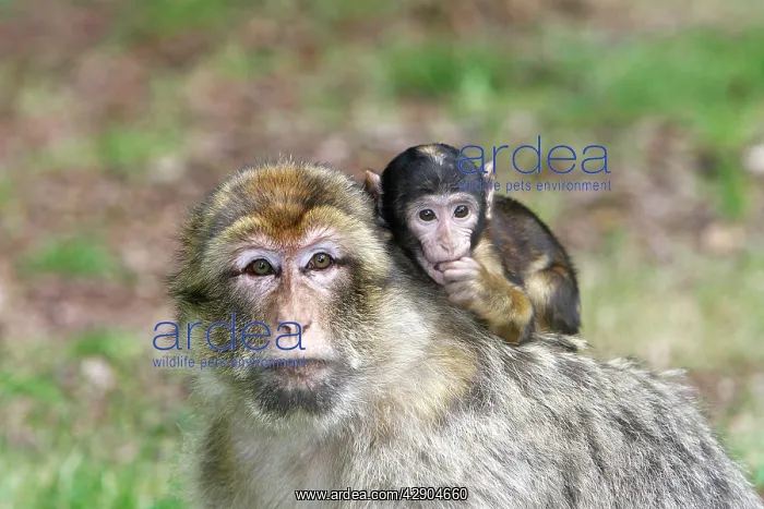 : Barbary Macaque - adult with baby : Barbary Macaque - adult with baby