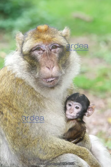 : Barbary Macaque - adult with baby : Barbary Macaque - adult with baby