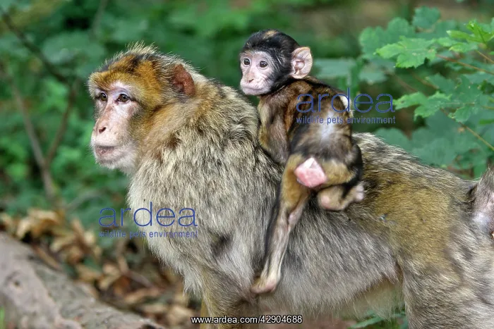 : Barbary Macaque - adult with baby : Barbary Macaque - adult with baby