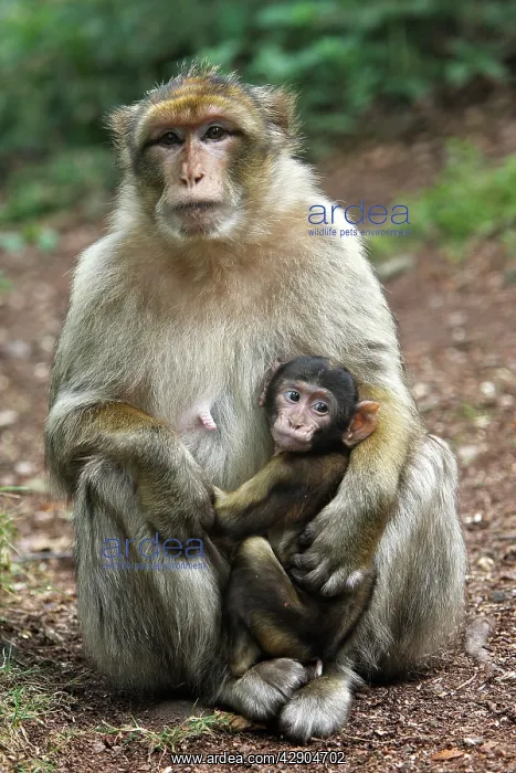 : Barbary Macaque - adult with baby : Barbary Macaque - adult with baby