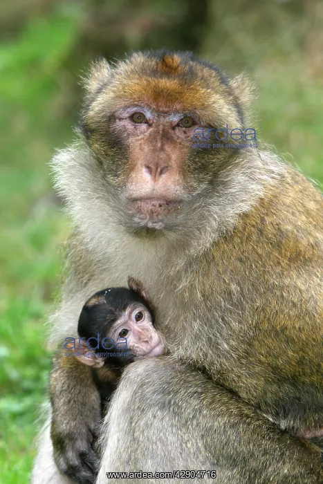 : Barbary Macaque - adult with baby : Barbary Macaque - adult with baby