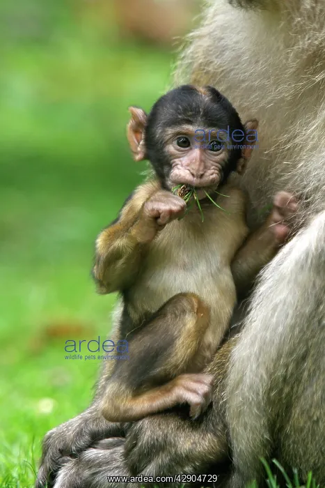 : Barbary Macaque - adult with baby