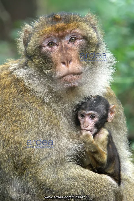 : Barbary Macaque - adult with baby : Barbary Macaque - adult with baby