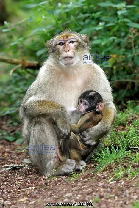 : Barbary Macaque - adult with baby feeding : Barbary Macaque - adult with baby feeding