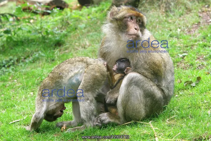 : Barbary Macaque - adult with baby & another young : Barbary Macaque - adult with baby & another young