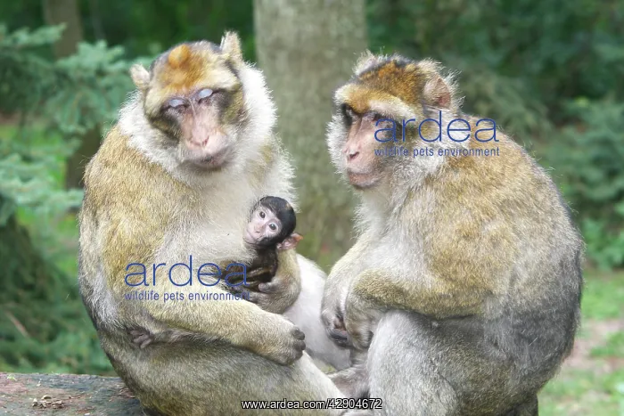 : Barbary Macaque - adults with baby : Barbary Macaque - adults with baby