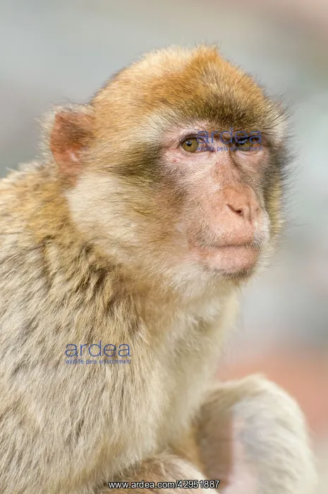 : Barbary Macaque / Ape : Barbary Macaque / Ape