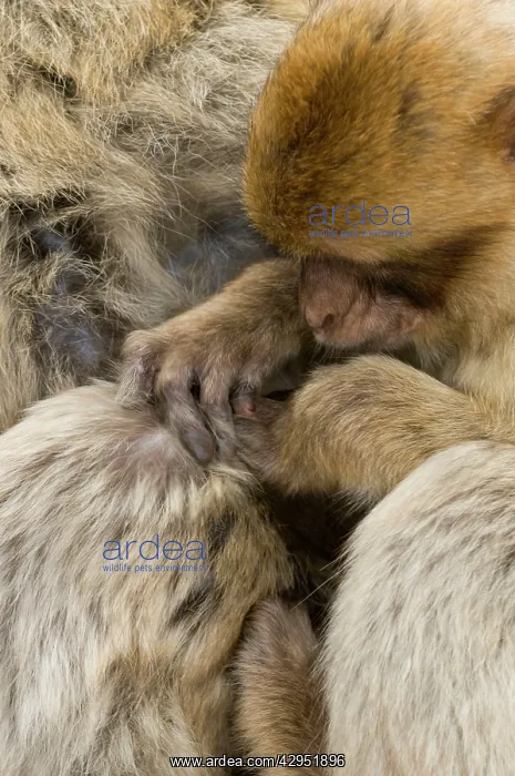 : Barbary Macaque / Ape - grooming : Barbary Macaque / Ape - grooming