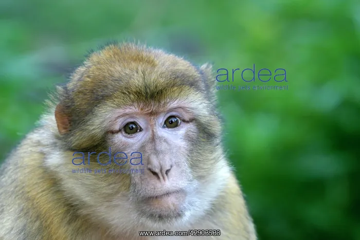 : Barbary macaque / ape or rock ape - female : Barbary macaque / ape or rock ape - female