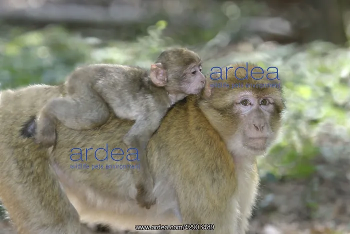 : Barbary macaque / ape or rock ape - female carrying young : Barbary macaque / ape or rock ape - female carrying young