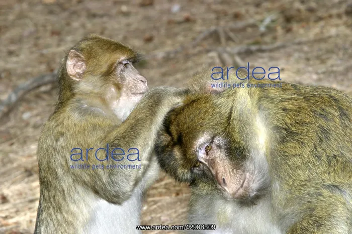 : Barbary macaque / ape or rock ape - female grooming male : Barbary macaque / ape or rock ape - female grooming male