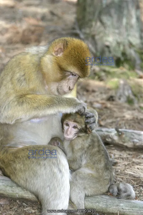 : Barbary macaque / ape or rock ape - female grooming young : Barbary macaque / ape or rock ape - female grooming young