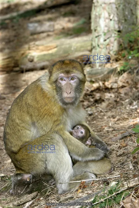 : Barbary macaque / ape or rock ape - female suckling young : Barbary macaque / ape or rock ape - female suckling young
