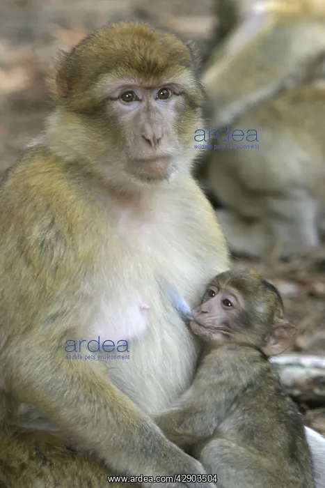 : Barbary macaque / ape or rock ape - female suckling young : Barbary macaque / ape or rock ape - female suckling young