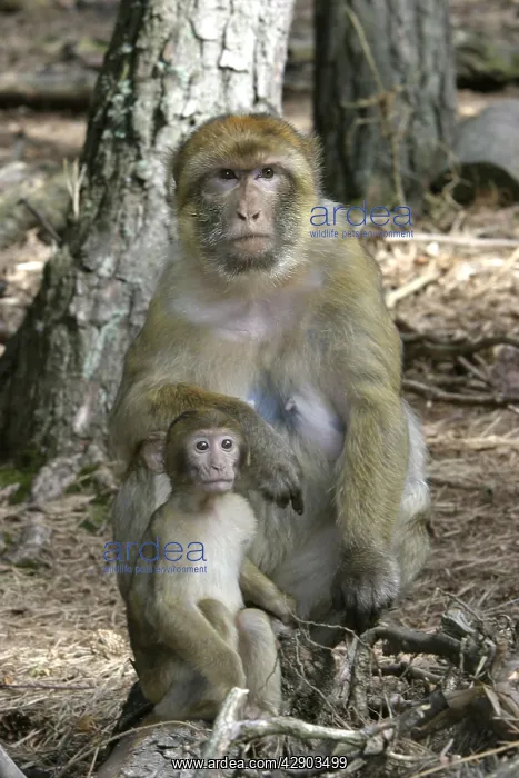 : Barbary macaque / ape or rock ape - female and young : Barbary macaque / ape or rock ape - female and young