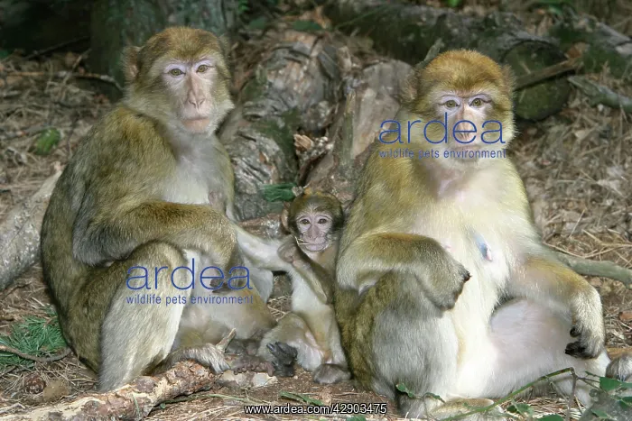 : Barbary macaque / ape or rock ape - females and young : Barbary macaque / ape or rock ape - females and young