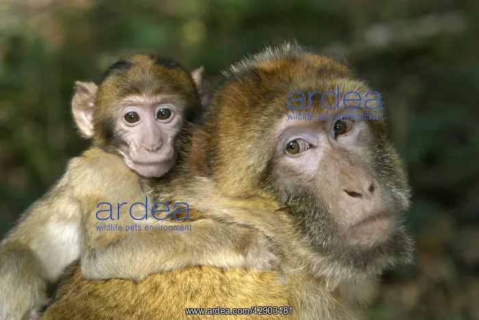 : Barbary macaque / ape or rock ape - male carrying young : Barbary macaque / ape or rock ape - male carrying young