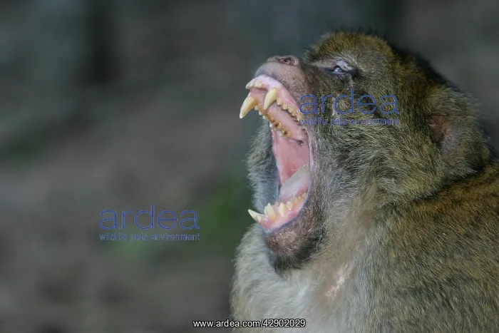 : Barbary macaque / ape or rock ape - male performing : Barbary macaque / ape or rock ape - male performing