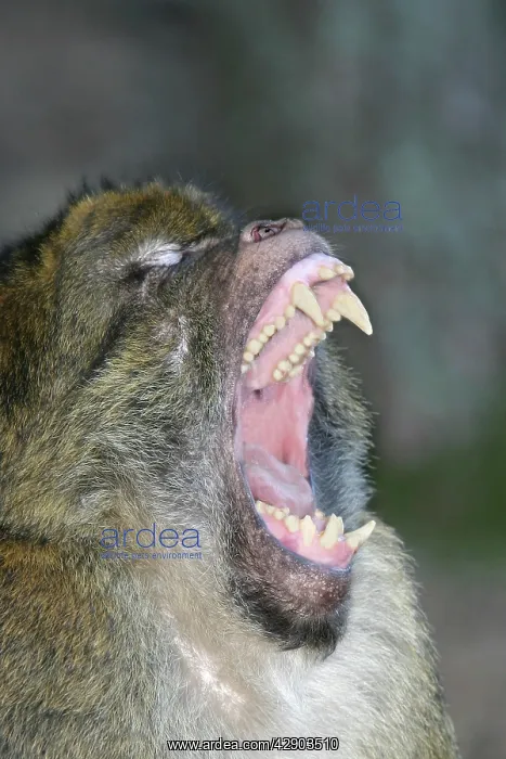 : Barbary macaque / ape or rock ape - male performing : Barbary macaque / ape or rock ape - male performing