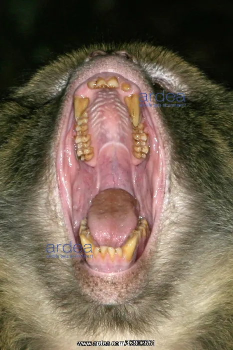 : Barbary macaque / ape or rock ape - male performing : Barbary macaque / ape or rock ape - male performing