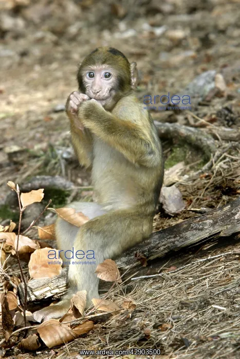 : Barbary macaque / ape or rock ape - young : Barbary macaque / ape or rock ape - young