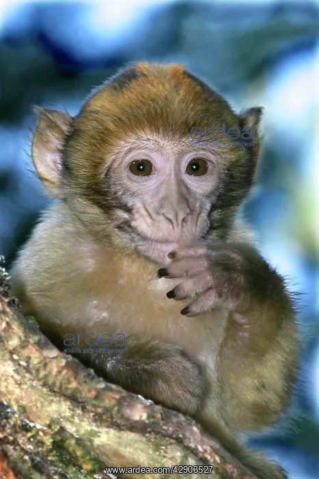  : Barbary macaque  /  ape or rock ape - young