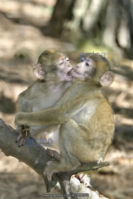 : Barbary macaque / ape or rock ape - young playing : Barbary macaque / ape or rock ape - young playing