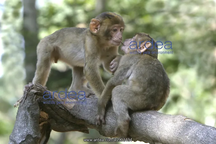 : Barbary macaque / ape or rock ape - young playing : Barbary macaque / ape or rock ape - young playing