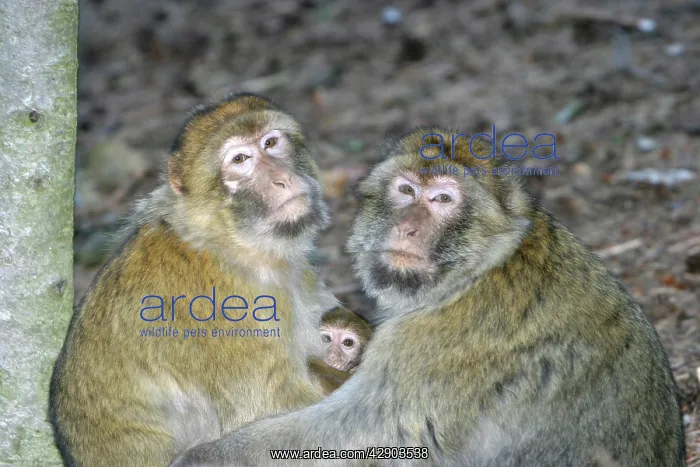 : Barbary macaque / ape or rock apes - adults protecting : Barbary macaque / ape or rock apes - adults protecting