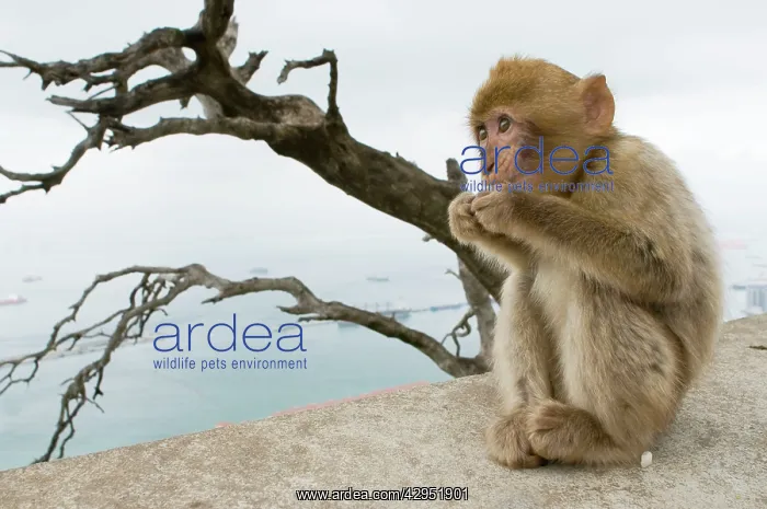 : Barbary Macaque / Ape - young : Barbary Macaque / Ape - young