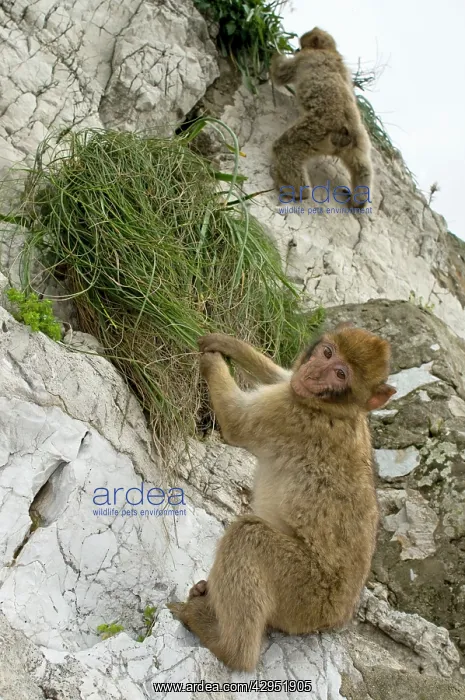 : Barbary Macaque / Ape - young in habitat : Barbary Macaque / Ape - young in habitat