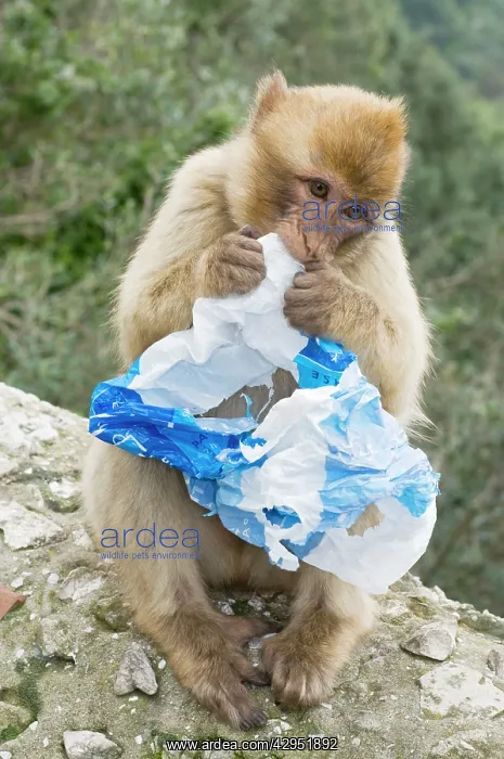 : Barbary Macaque / Ape - young with plastic bag in mouth : Barbary Macaque / Ape - young with plastic bag in mouth