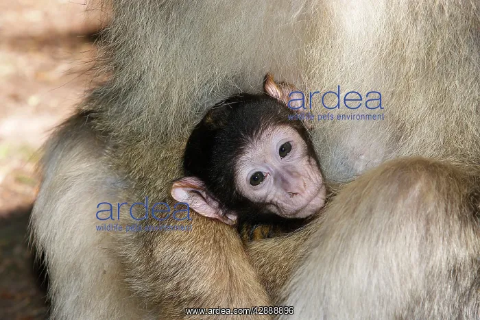 : Barbary Macaque - baby : Barbary Macaque - baby