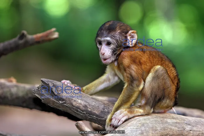 : Barbary Macaque - baby : Barbary Macaque - baby