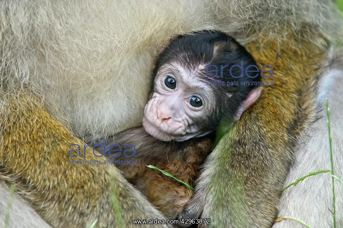 : Barbary Macaque - baby & adult : Barbary Macaque - baby & adult